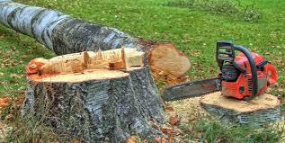 How Our Tree Care Process Works  in  Maynardville, TN