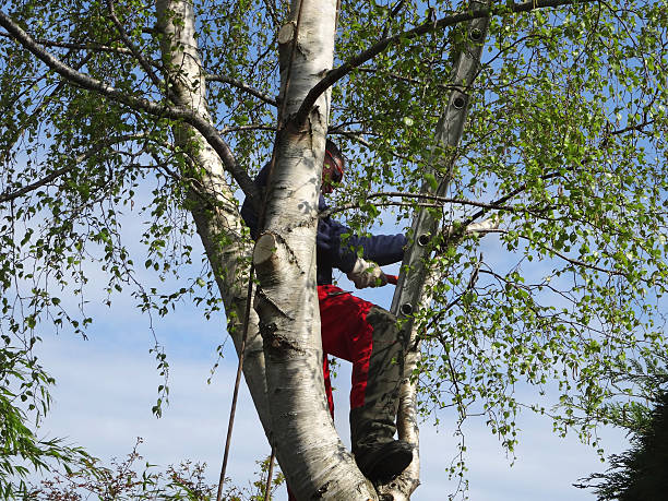 Trusted Maynardville, TN Tree Care Experts